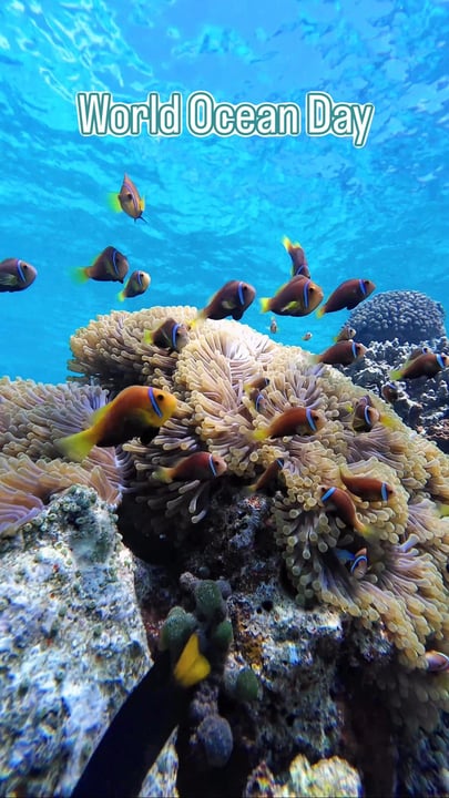 Happy World Ocean Day 🪸🌊🐠

What better way to celebrate then to appreciate some of the incredible marine life I’ve been lucky enough to see

📸 @themeg_underwater 

#worldoceanday #marinelife #mald