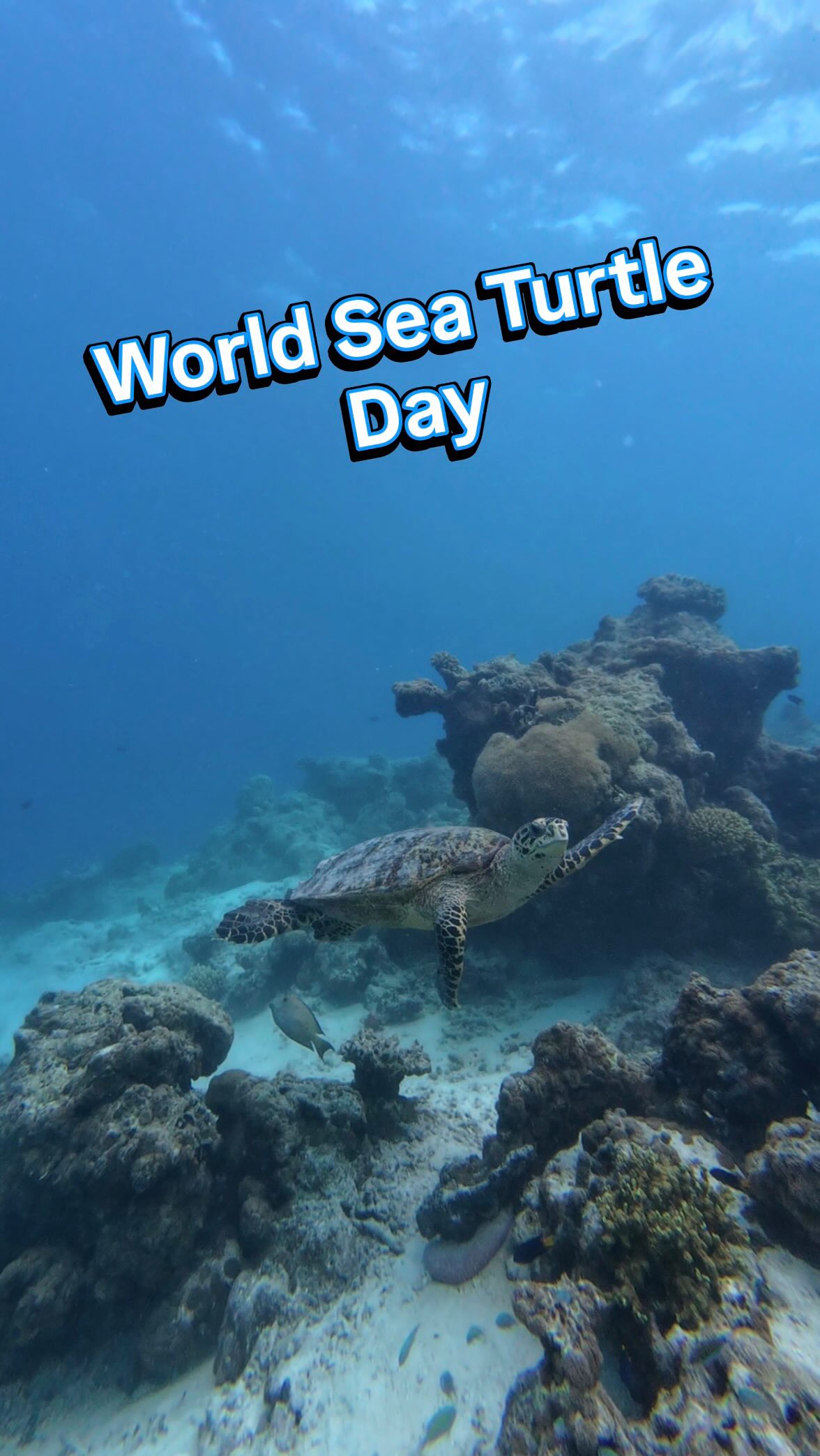🐢🌊 Happy World Sea Turtle Day! 🌊🐢

Today we celebrate and appreciate our friendly resident sea turtles that visit our house reef here at Coco Bodu Hithi.

Hawksbill turtles play an important role 