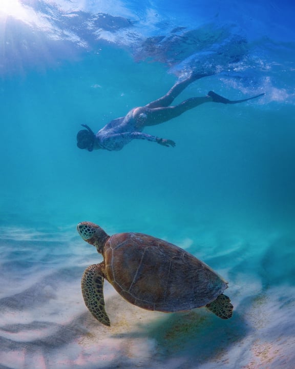 Photo by Coco Bodu Hithi on August 12, 2026. May be an image of swimming, turtle, aquatic animal, tortoise, snorkel, water and text.