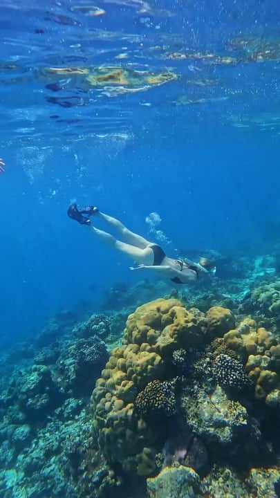 Unveil a world of quiet wonder beneath the surface, where the timeless rhythm of Coco Bodu Hithi’s house reef comes alive