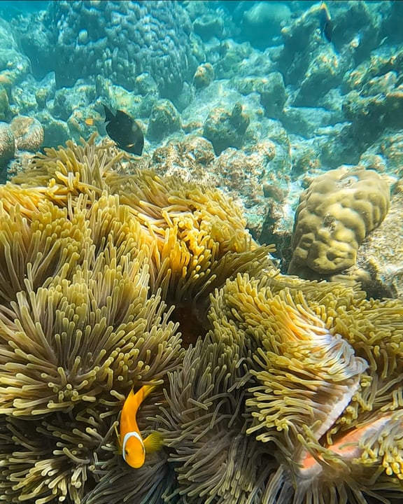 Foto von Coco Palm Dhuni Kolhu vom 20. Juli 2026. Könnte ein Bild von einem Wassertier und Text sein.