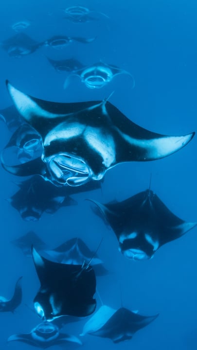 Lernen Sie die Einheimischen kennen — anmutig, neugierig und ganz und gar zu Hause im Paradies. Entdecken Sie die Magie, während Ihres Urlaubs an der Seite von Mantas zu schwimmen @CocoPalmDhuniKolhu