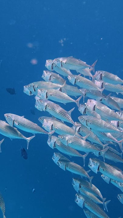 L'house reef di Coco Palm Dhuni Kolhu rivela uno spettacolo raro, custodendo segreti che aspettano di essere scoperti, come un banco scintillante di sgombri boccalarga che si muove come un'unica creatura
#CocoPalmDhuniKolhu #CocoCollection