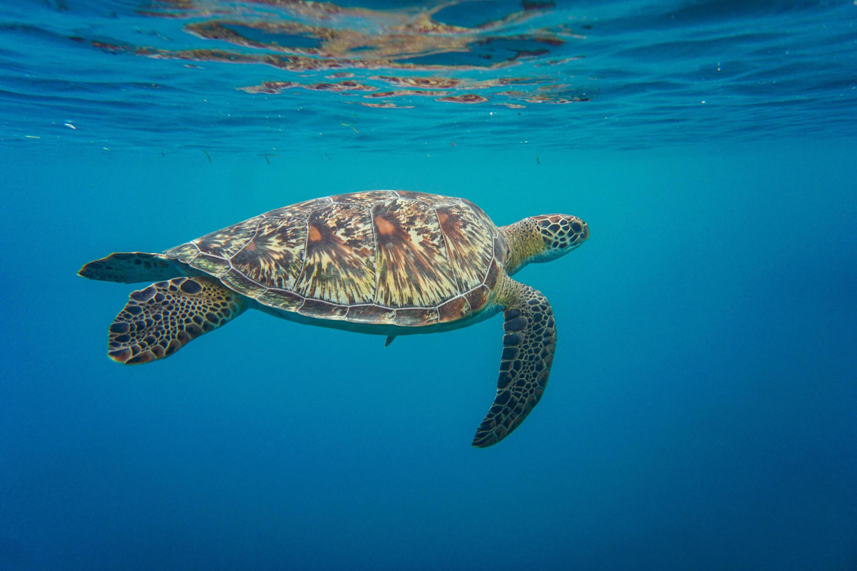 Photo by COMO Cocoa Island on June 16, 2026. May be an image of swimming, turtle, aquatic animal, tortoise and text.