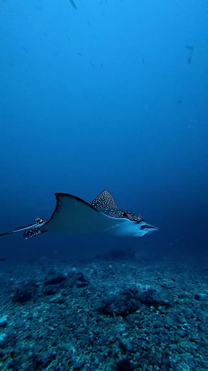 Aquila di mare!!.
.
#padi #paditv #dji #maldives #scubadivng
