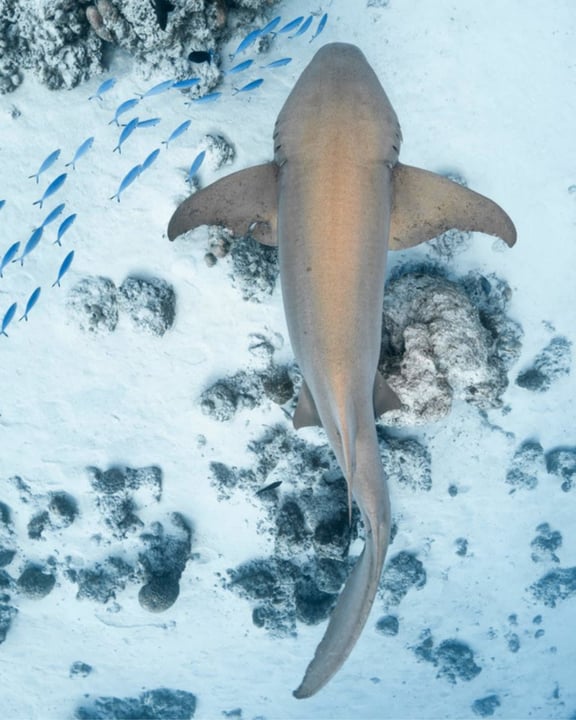 Discover the underwater world of the Maldives on a nurse shark snorkelling excursion from COMO Cocoa Island, for a memorable encounter in crystal-clear waters.⁠
⁠
#COMOHotels #COMOCocoaIsland #Maldive