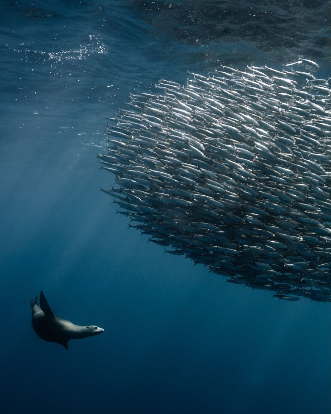 Découvrez les Maldives sous un autre angle. ⁠
⁠
Rejoignez @mattporteous et @tamsinraine à COMO Cocoa Island à la découverte de @oceanculturelife, à travers des eaux cristallines, une vie marine foisonnante, loc