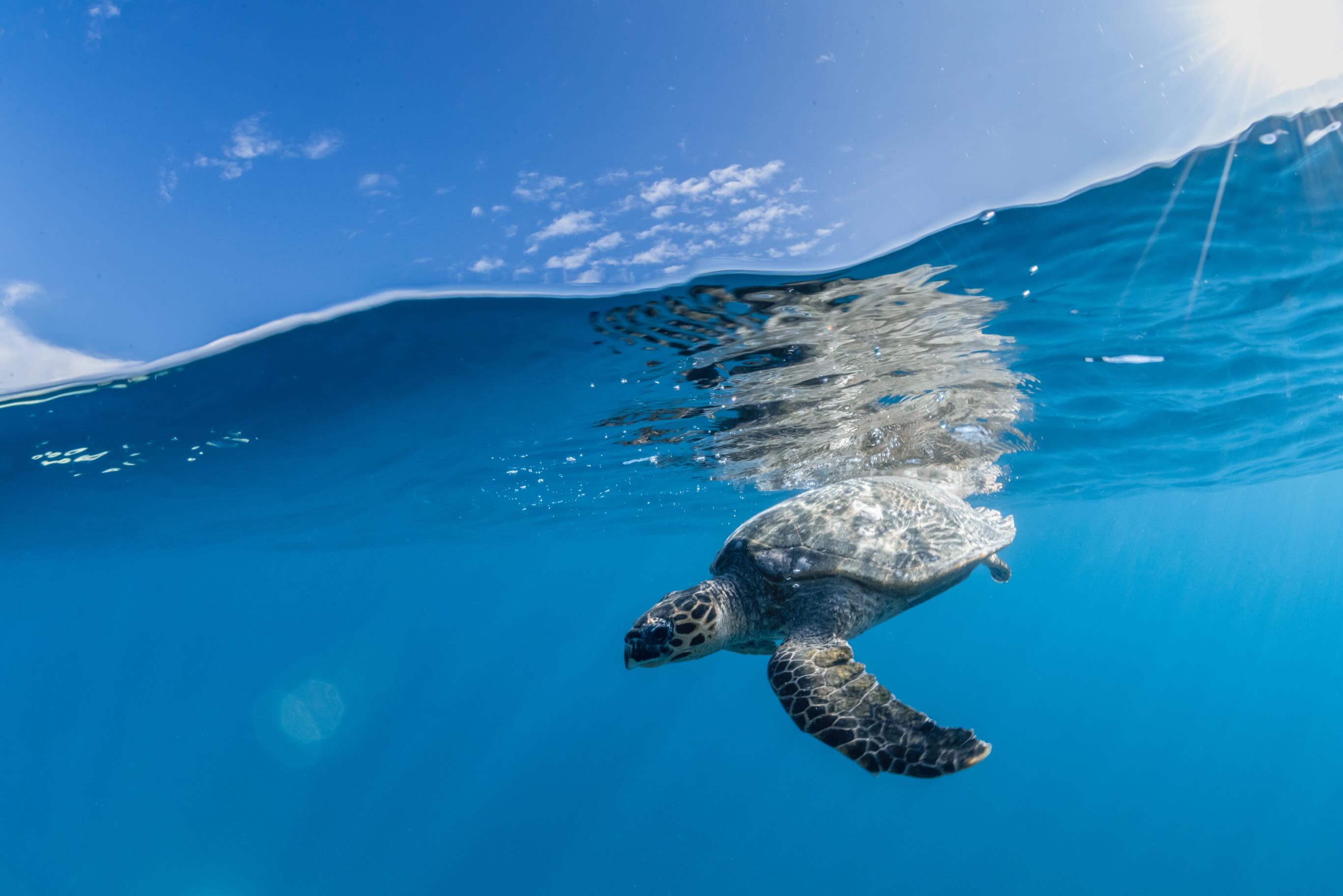 Photo by COMO Maalifushi on June 16, 2026. May be an image of swimming, turtle, aquatic animal, tortoise, water and text.