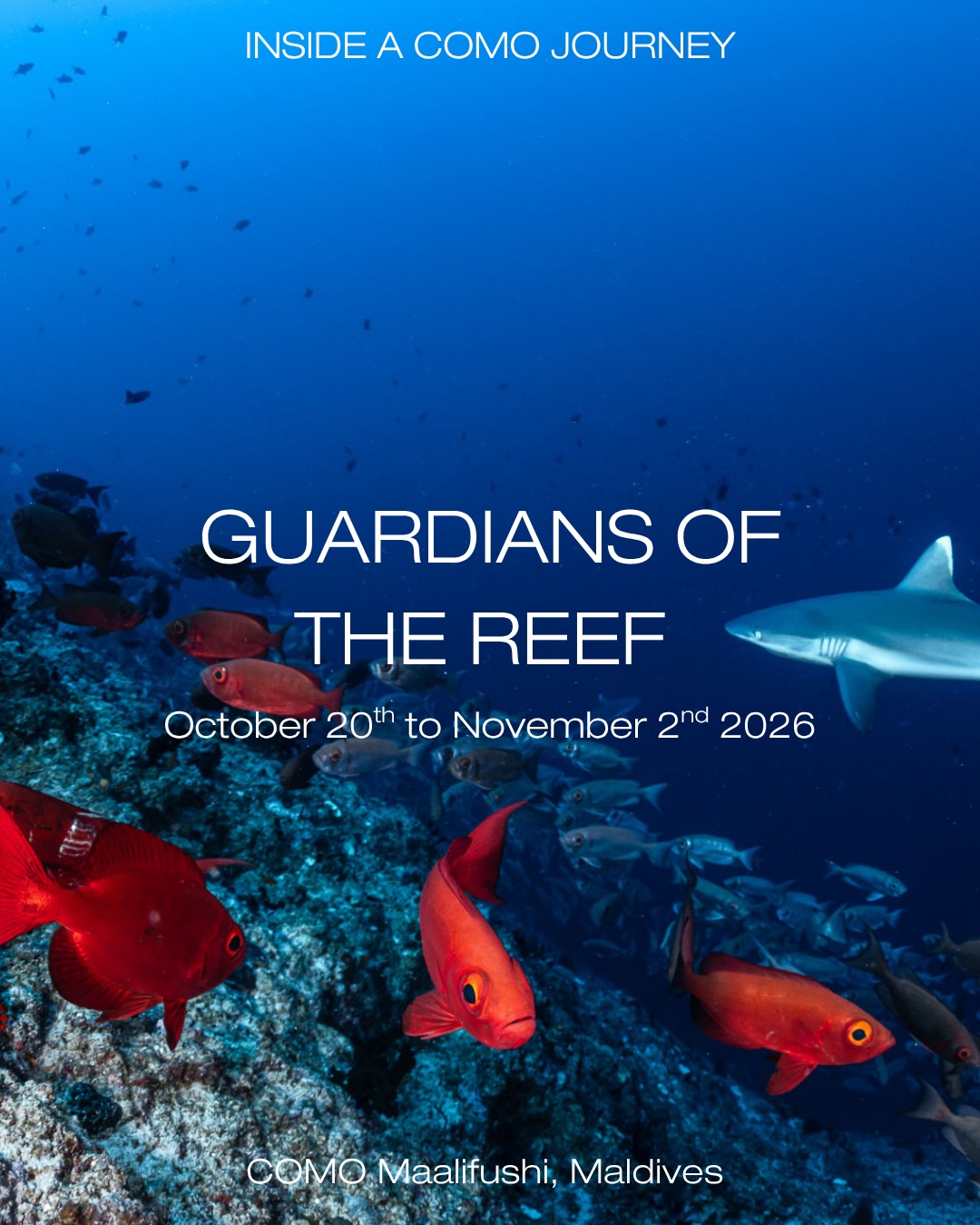 Von COMO geteiltes Foto vom 28. August 2026, verlinkt mit @sharkeducation, @biminisharkgirl, @underwatercameraman und @comomaalifushi. Zeigt möglicherweise Schwimmen, einen Hai, ein Poster und Text mit der Aufschrift „INSIDE A CO