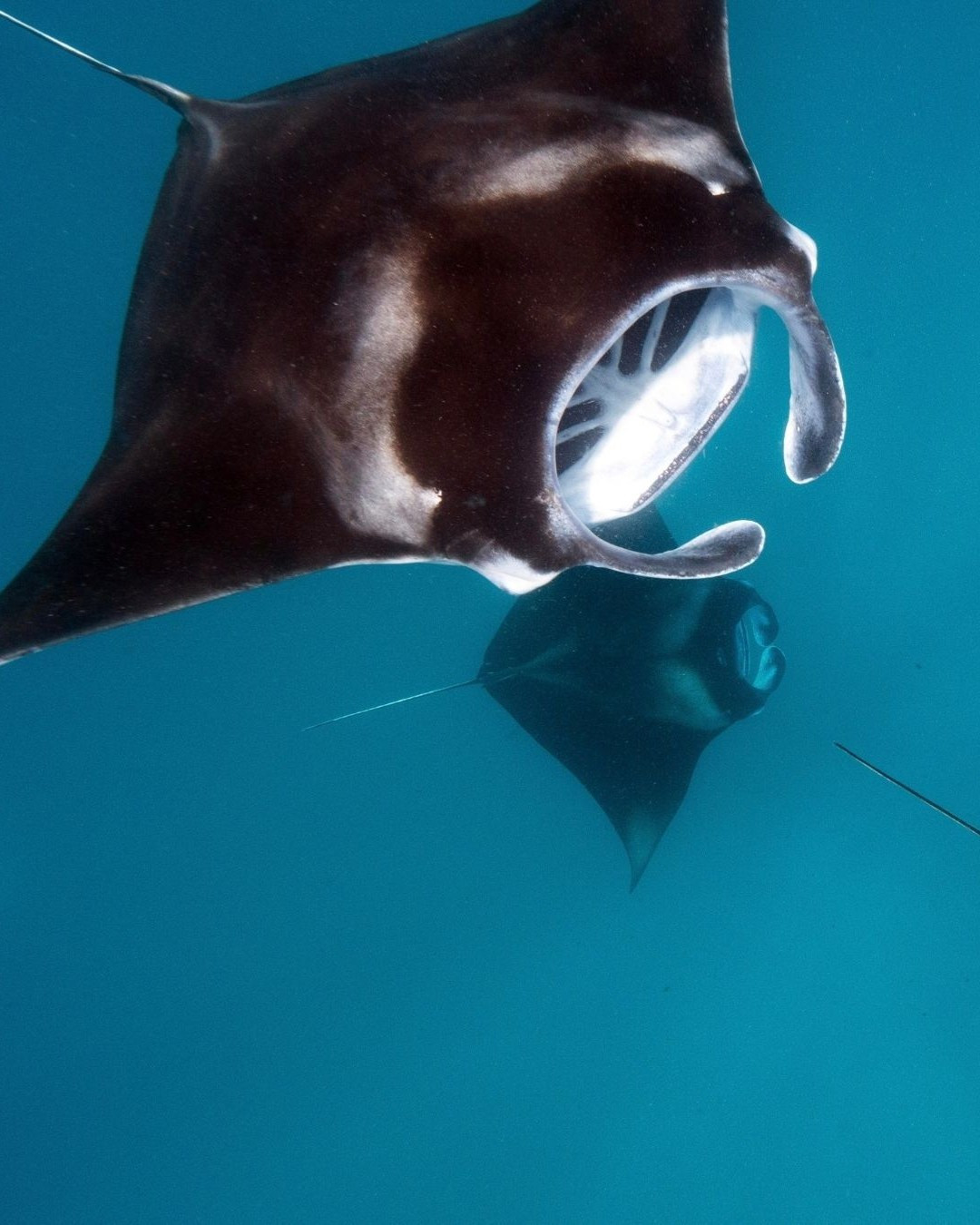 Plongez dans le monde des requins et des récifs avec @biminisharkgirl de @sharkeducation⁠
 et le cinéaste primé @underwatercameraman à COMO Maalifushi.⁠
⁠
De la curiosité envers les requins à l'ex