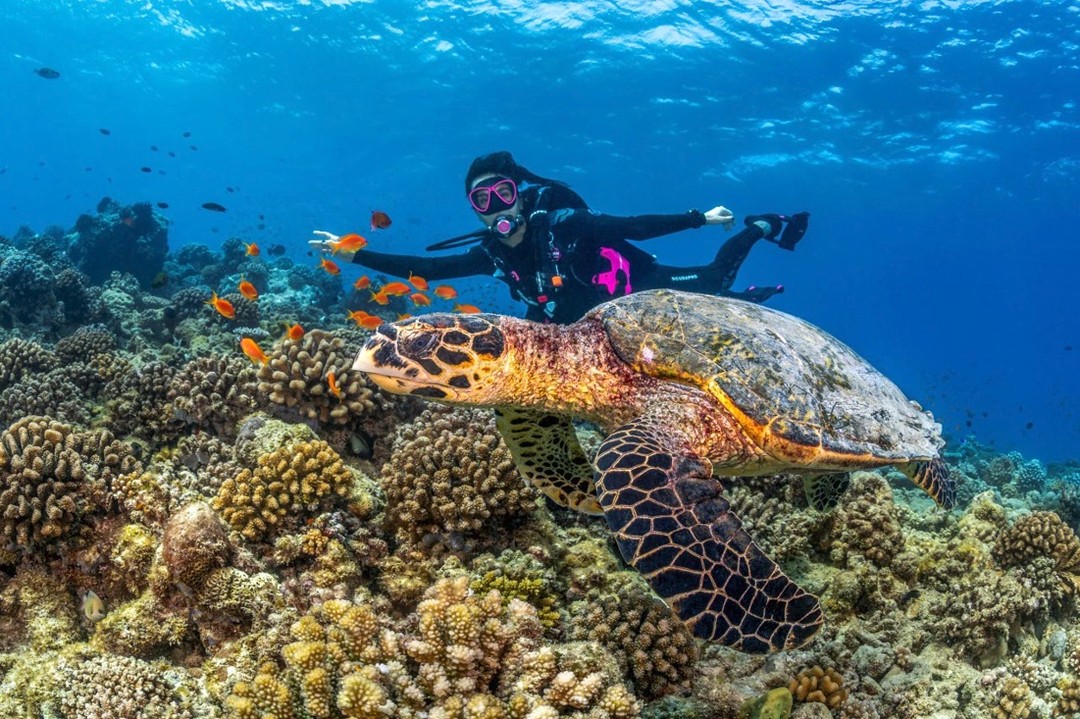 Photo by Conrad Maldives Rangali Island on April 28, 2026. May be an image of turtle, aquatic animal, tortoise, water and text.