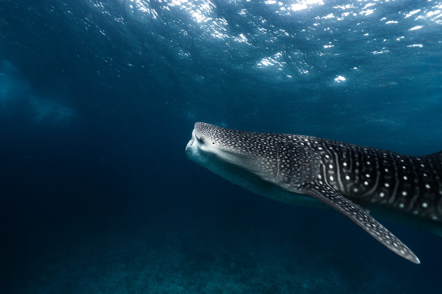 Photo by Conrad Maldives Rangali Island on June 10, 2026. May be an image of whale shark, whale and text.