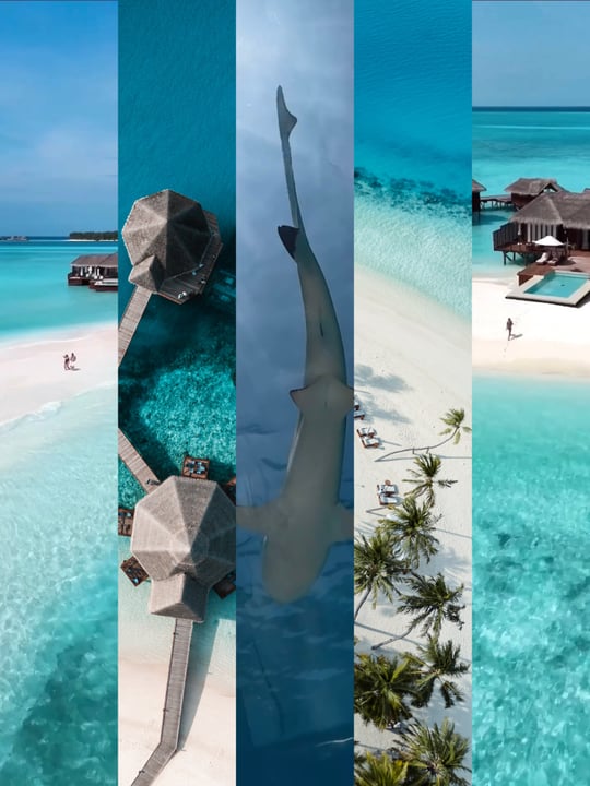 Foto geteilt von GIGI & DAN CHIERIGHINI am 14. Juli 2026, mit Verlinkung zu @conradhotels und @conrad_maldives. Könnte ein Bild von einem Hai und Text sein.