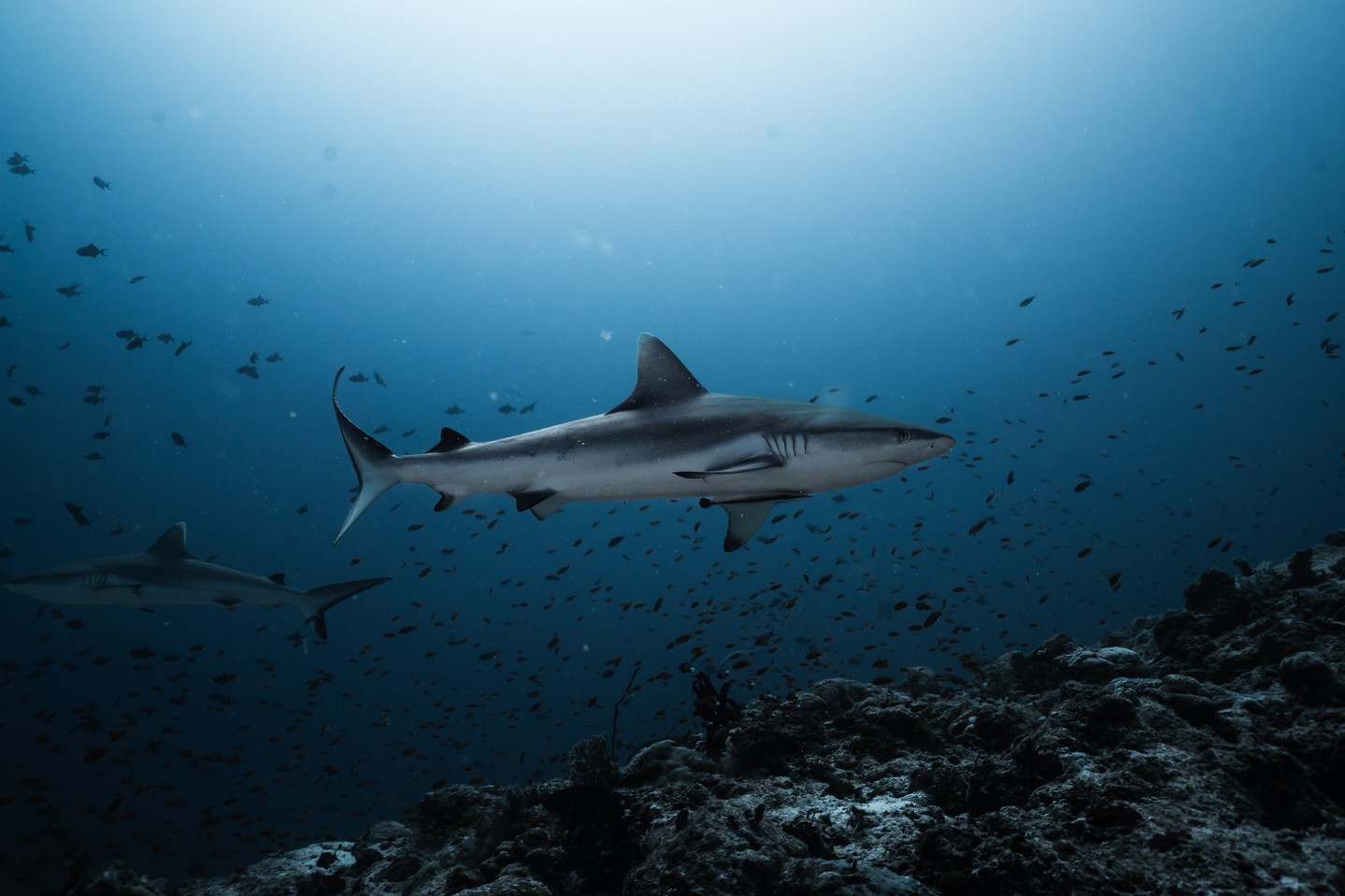 Foto von Conrad Maldives Rangali Island vom 20. Juli 2026. Könnte ein Bild von einem Hai und Text sein.