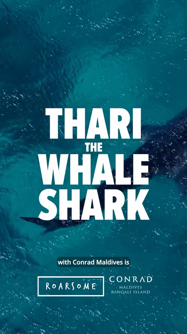 „Thari der Walhai“ ⭐️

Ein weiterer neuer Charakter schließt sich der Roarsome-Familie an.

Wir arbeiten an einer maßgeschneiderten Bademodenkollektion mit @conrad_maldives, die Ende dieses Jahres weltweit eingeführt wird