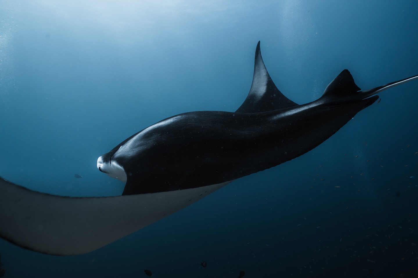 Foto di Conrad Maldives Rangali Island del 17 settembre 2026. Potrebbe contenere un'immagine di animale acquatico e testo.