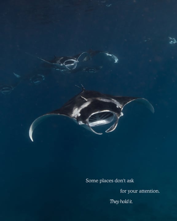 Certains lieux ne demandent pas votre attention. Ils la retiennent.

Conrad Maldives en fait partie. Une chambre où l'océan fait partie de l'architecture. Mantas et requins-baleines à quelques brasses de votre porte. Coucher de soleil