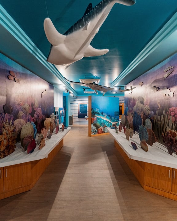 Il y a toujours quelque chose de nouveau à apprendre sur la vie insulaire.

Suivez les histoires de l’océan, découvrez les traditions maldiviennes et apprenez à connaître la culture au Maldives Discovery Centre.

Venez avec des que