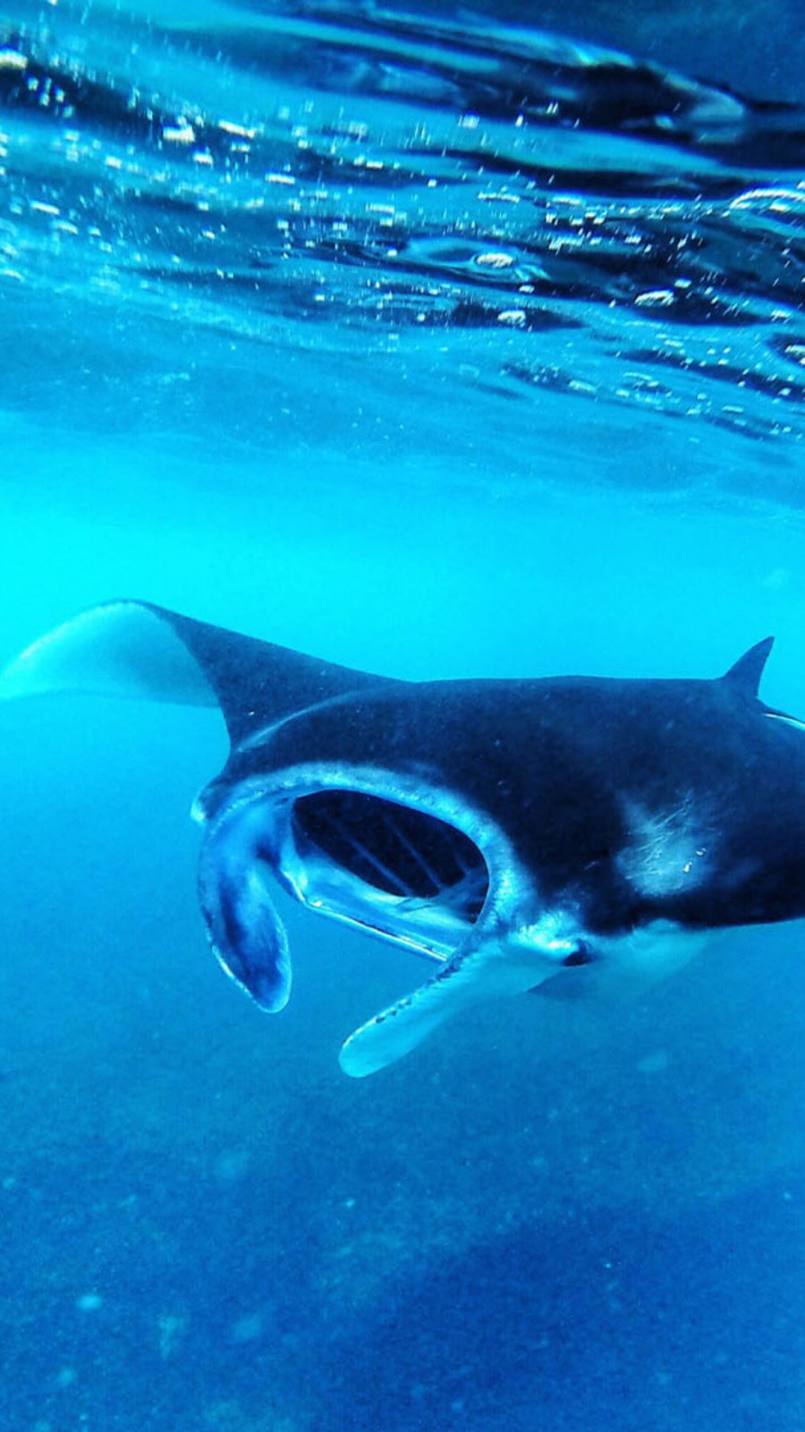 Scivola insieme alle mante - i gentili giganti dell’oceano in movimento.

Presenti solo in questa stagione, questi viaggiatori alati e veloci si muovono senza sforzo nel blu, trascinandoti in un momento tanto potente quanto