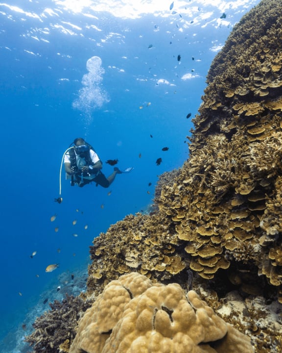Foto di Dhawa Ihuru del 15 settembre 2026. Potrebbe essere un’immagine di animale acquatico e testo.