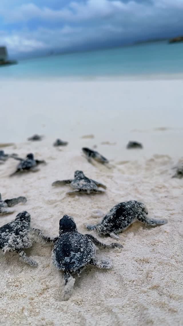 It wasn’t long ago that we celebrated a nest of hatchlings making their way to the sea. This year, we’re witnessing the same magical journey all over again. 🐢 

Moments like these make us feel that o