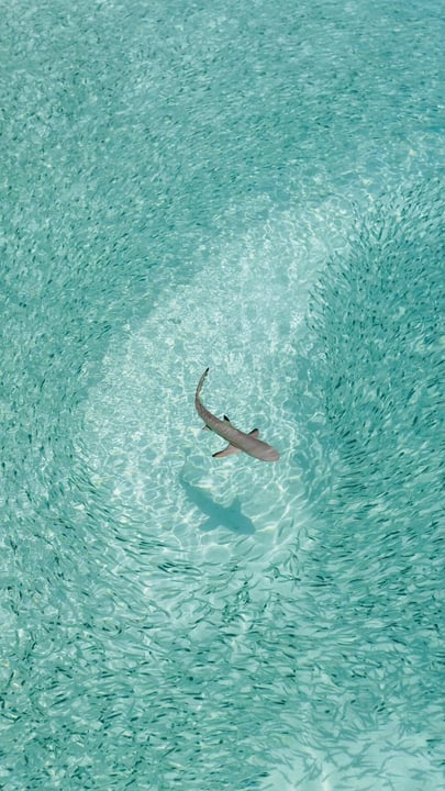 Seit Generationen wurden uns Geschichten über Haie erzählt, die schlicht nicht wahr sind. 🦈 Hier auf den Malediven kennen wir sie anders. Nicht als Monster, sondern als ruhige, neugierige Geschöpfe, die eine wesentliche