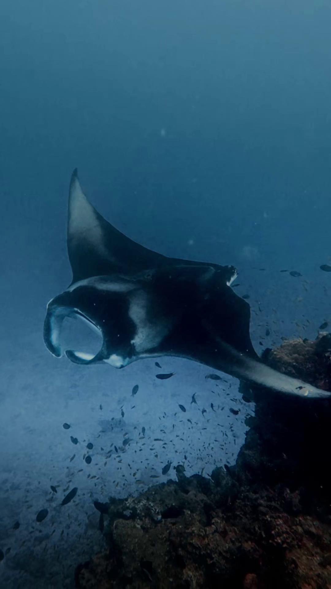 The ocean never reveals all its secrets at once.  But during manta season, you’re invited a little closer. Join one of our guided manta excursions for the chance to witness these graceful giants in th