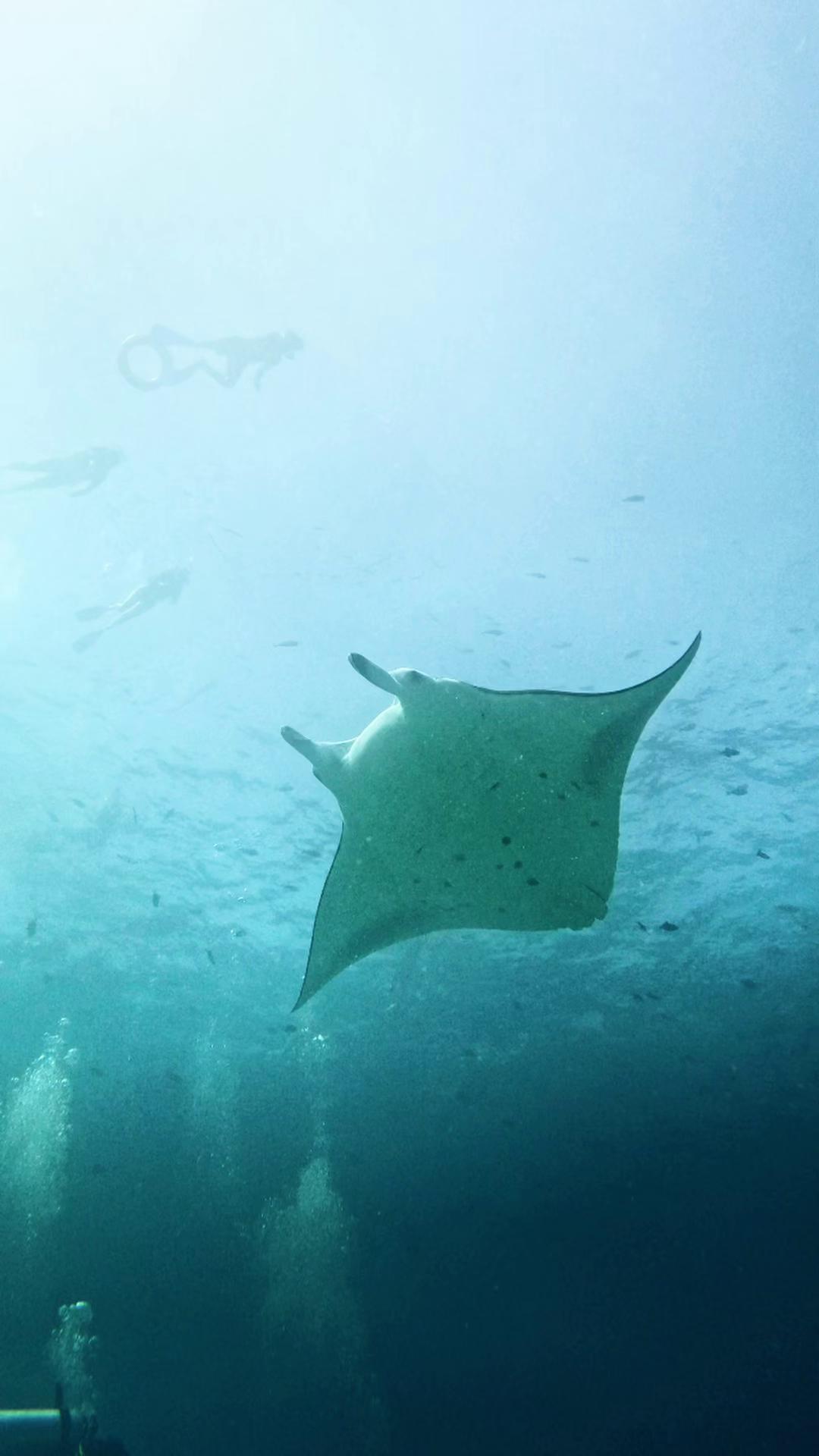 Se hai mai sognato di vedere una manta allo stato selvatico, prendilo come un segno. 🌊 Le acque stagionali intorno alle Maldive sono vive di questi giganti gentili - che scivolano nel blu, si nutrono, dan