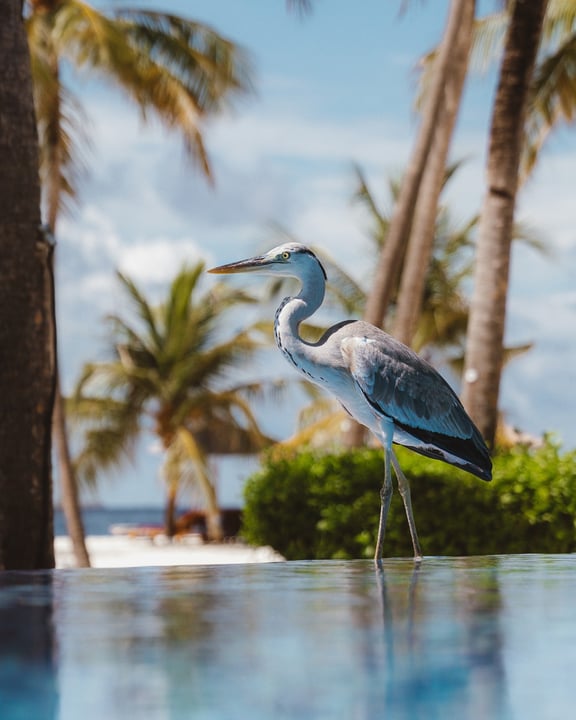 Chaque île a sa communauté. 🍃 Et à Niva Dhigali, la nôtre vient avec des plumes, des nageoires, des ailes et de petites empreintes. 🐾

En cette Journée mondiale des animaux, nous célébrons les discrets petits résidents qui font de l'île