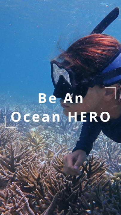 Future Ocean HERO & Ocean HERO 🌊

Hands-on Education & Restoration Experience 2026

Future Ocean HERO – Marine Summer Camp (8-16 years)
📅 20 - 27 June 2026

Ocean HERO – Active Holiday for the Ocean