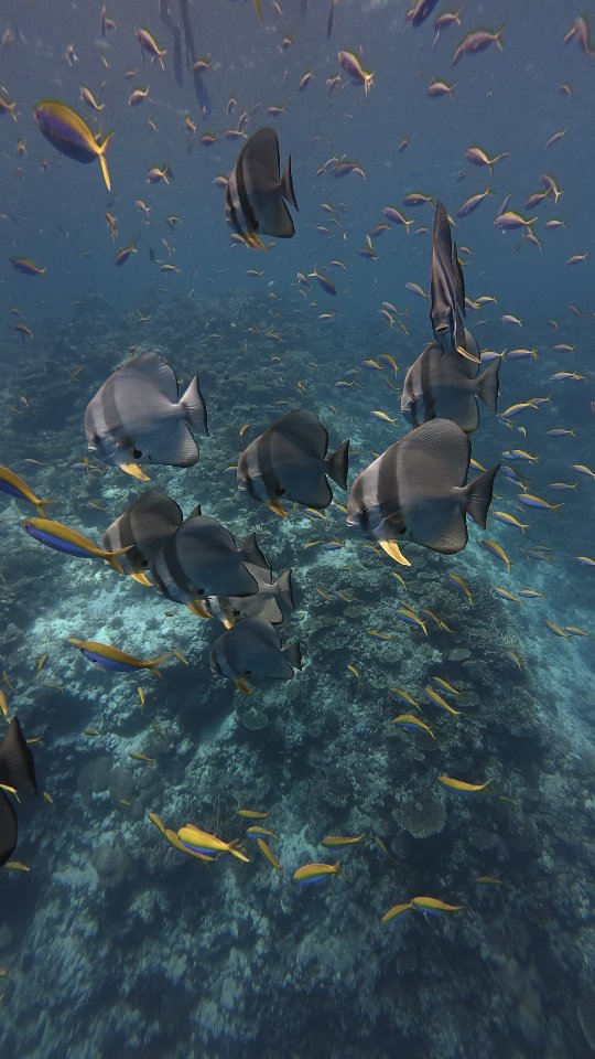 It just felt like I was dreaming...🔥🩵
.
.
.
#habibicometomaldives #visitmaldives #paradise #maldives #underwaterphotography