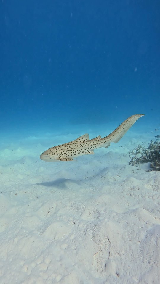 Can't get enough of this beauty ✨️🤍🩵
.
.
.
#habibicometomaldives  #visitmaldives  #maldives #zebrashark #discoversharks
