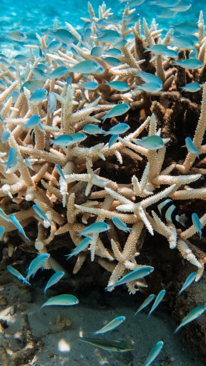 Living in perfect harmony with the sea. This World Oceans Day, we celebrate the incredible, fragile beauty of our house reef and our ongoing commitment to protecting the paradise we call home.

#World