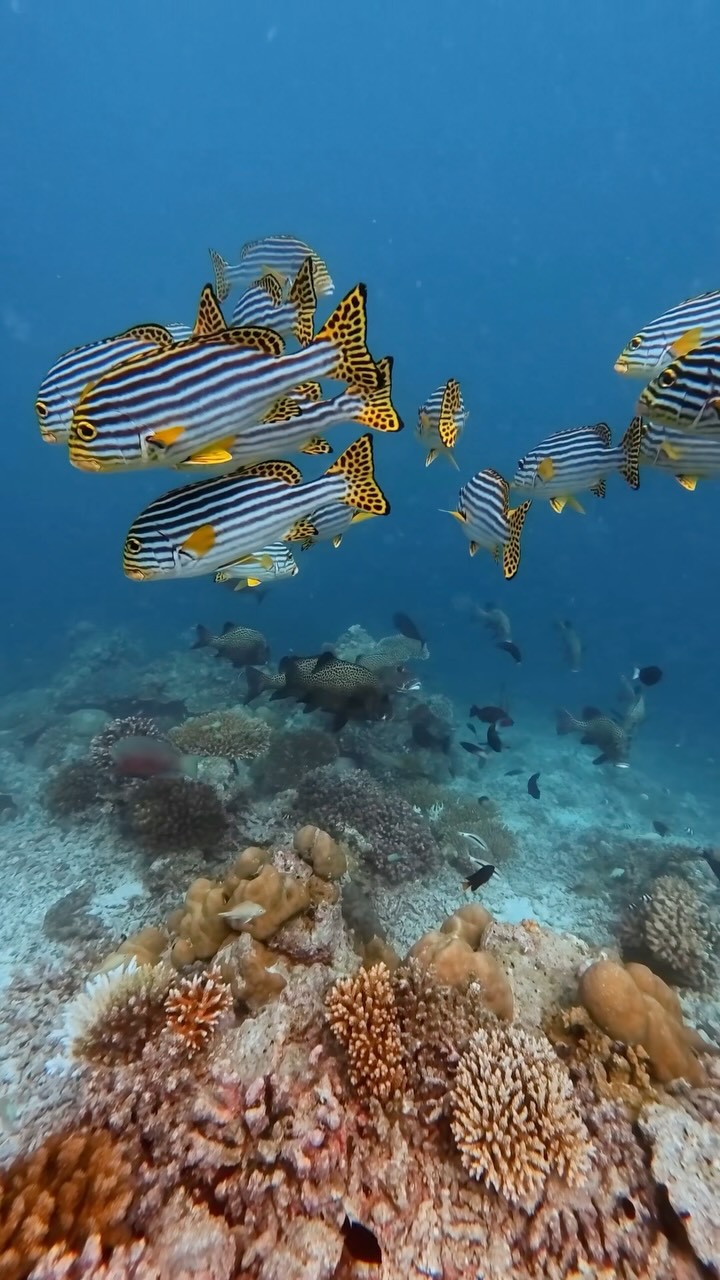 Thudufushi liegt direkt am Rand einer der beeindruckendsten Unterwasserwelten der Malediven. Von sanften Riesen, die durch das tiefe Blau ziehen, bis zu Tausenden kleiner Riff-Fische in unseren Korallengärten, e