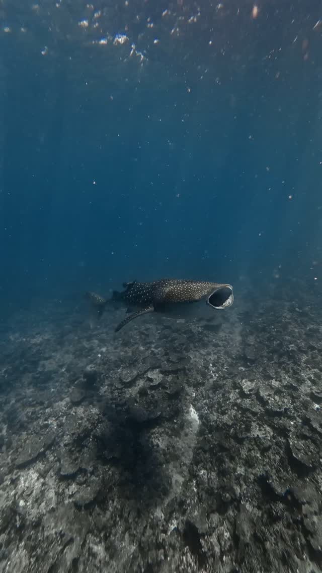 Juste un gentil géant qui se nourrit paisiblement 
.
.
.
#maldives #habibicometomaldives #visitmaldives #diamonds_thudufushi #whalesharkresearch