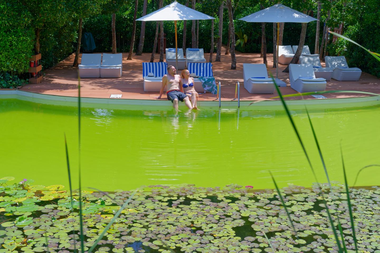 Photo by ＤＲＥＡＭＬＡＮＤ on July 08, 2026. May be an image of swimming, deck chair, chaise longue, water lily, pool, cabana and text.