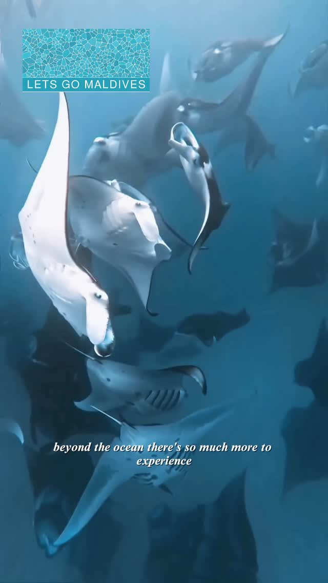 Manta season in the Maldives is where unforgettable journeys begin. 🌊

At Dusit Thani Maldives, your clients can swim with manta rays in Hanifaru Bay—a rare, up-close experience from May to November.