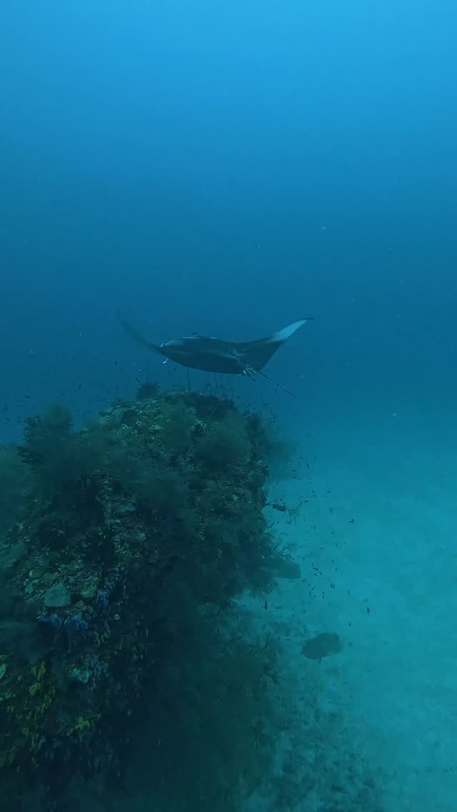 A sight every diver waits for. 

As these gentle giants return, it’s a sure sign that Hanifaru Bay is coming alive once again. Plankton-rich waters, graceful wings, and moments that stay with you fore