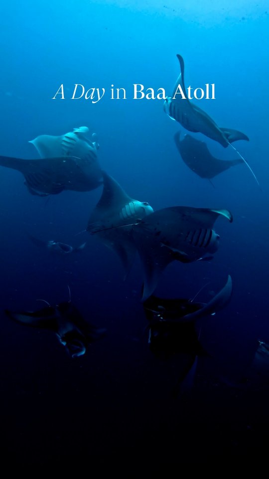 Some places have ordinary days. Baa Atoll has this.​

Manta rays gliding through the blue, grey reef sharks cruising along the reef, and schools of tropical fish all around.​

Out here, the extraordin