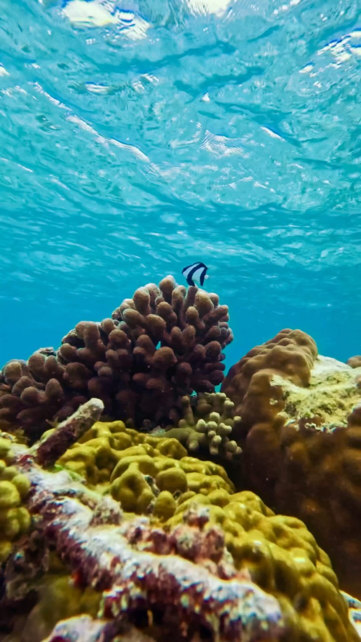 Ihr Unterwasserabenteuer beginnt direkt vor der Haustür. 🌊🐠​
​
Entdecken Sie unser hauseigenes Riff, wo die Schönheit des Ozeans 
nur einen Moment entfernt ist und eine einzigartige Gelegenheit bietet, die 
lebendige Unterwasserwelt zu ent