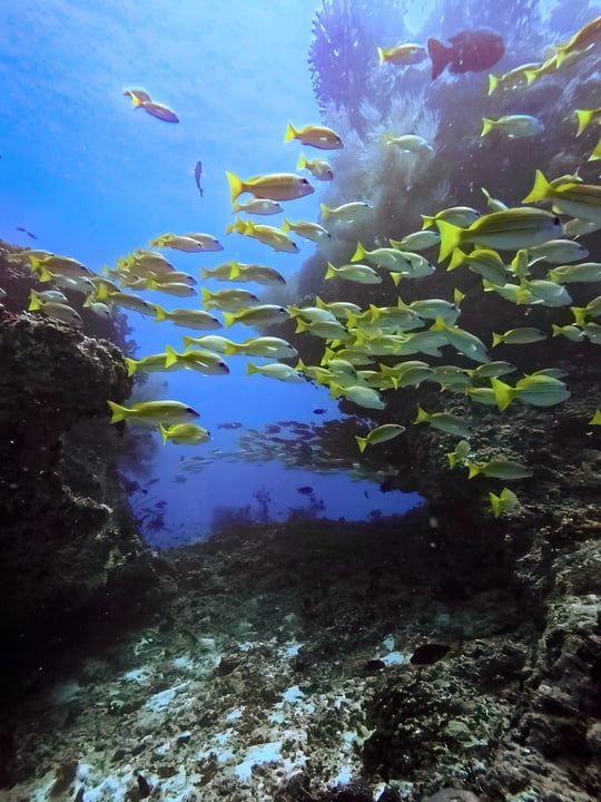Un autre monde, juste sous la surface. 🤿🌊​
​
Explorez les sites de plongée autour de dusitD2 Feydhoo Maldives, où récifs vibrants et vie marine font de chaque descente une aventure qui en vaut la peine.​
​
E