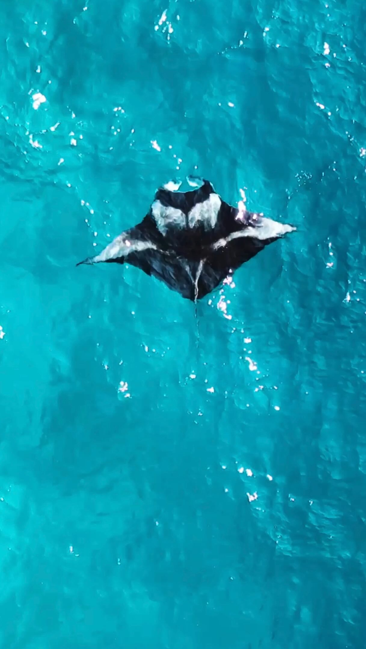 Stille, Weite und ein leiser Tanz unter den Wellen. 🌊✨ 

Begleiten Sie unsere Meeresausflüge und gleiten Sie neben majestätischen Mantarochen in ihrem natürlichen Lebensraum. Verwandeln Sie ruhige Begegnungen unter Wasser in das Highlight