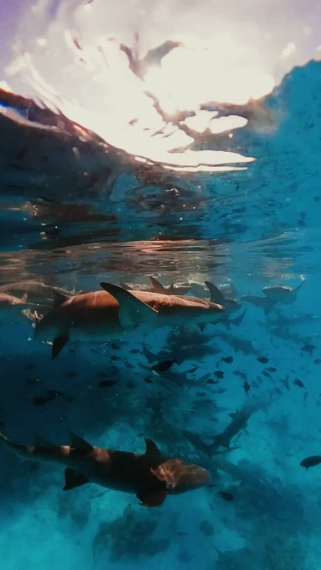 Les Maldives, sous la surface. 💙⁠
⁠
Découvrez une vie marine éclatante et des récifs coralliens colorés dans l'une des destinations sous-marines les plus remarquables au monde.⁠
⁠
#embuduvillage #maldivesdiving #maldives