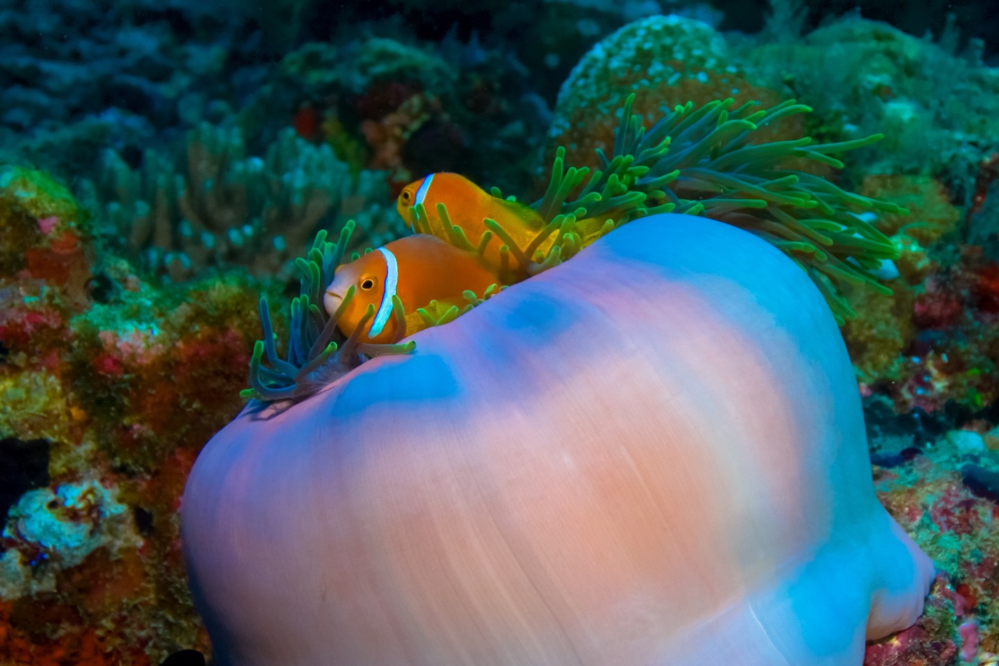 Nemo retrouvé ! ⁠
À quelques pas de la plage se trouve notre célèbre récif maison, refuge d'une vie marine éclatante et de plongées sans fin. Qui se jette à l'eau ensuite ? 🤿🫧⁠
⁠
#embuduvillage #housereefmaldives