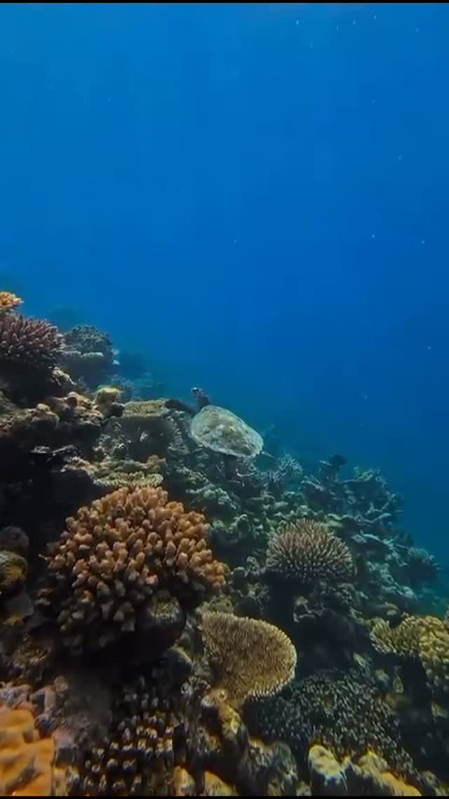 Meeting the locals in their natural habitat. At Emerald Maldives, we’re lucky to share our home with these graceful creatures.

(Video by: @marinalboyero )

#emeraldmaldivesresortspa #NaturalElegance#