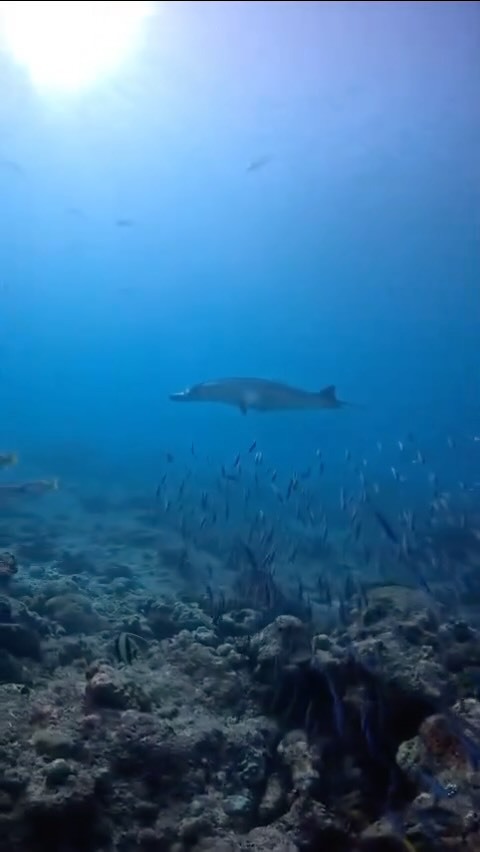 Where the blues get deeper and the world gets quieter. 

(Video by: @tgimaldives ) 

#emeraldmaldivesresortspa #NaturalElegance #NaturalFreedom#emeraldmaldives #LeadingHotelsoftheWorld