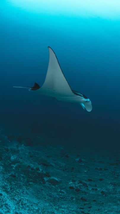 Witness the serene beauty of mantas, moving like whispers in the ocean. 🌊⁠
⁠
For bookings, drop us an email at reservations@equatorvillage.com⁠
⁠
#equatorvillage #anexoticadventure  #maldives #explor