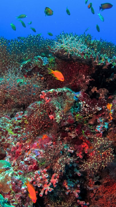 Beneath the surface lies a world of extraordinary beauty and fragile ecosystems that depend on our care. On this World Oceans Day, let’s pledge to be more committed to protecting the oceans. 🌊🪸⁠
⁠
#