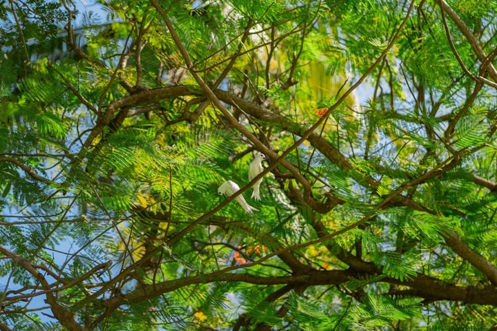 Foto von Equator Village Maldives in Equator Village. Zu sehen sind möglicherweise Jacaranda, Baum und Text.