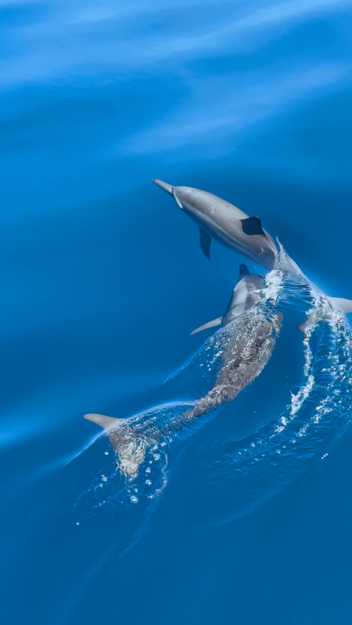 Simplement les Maldives : pleines des plus belles merveilles et surprises de la nature. 

#EmeraldFaarufushiResortSpa #BarefootElegance #MaldivesSoulfulGem #EmeraldFaarufushi #leadinghotelsoftheworld